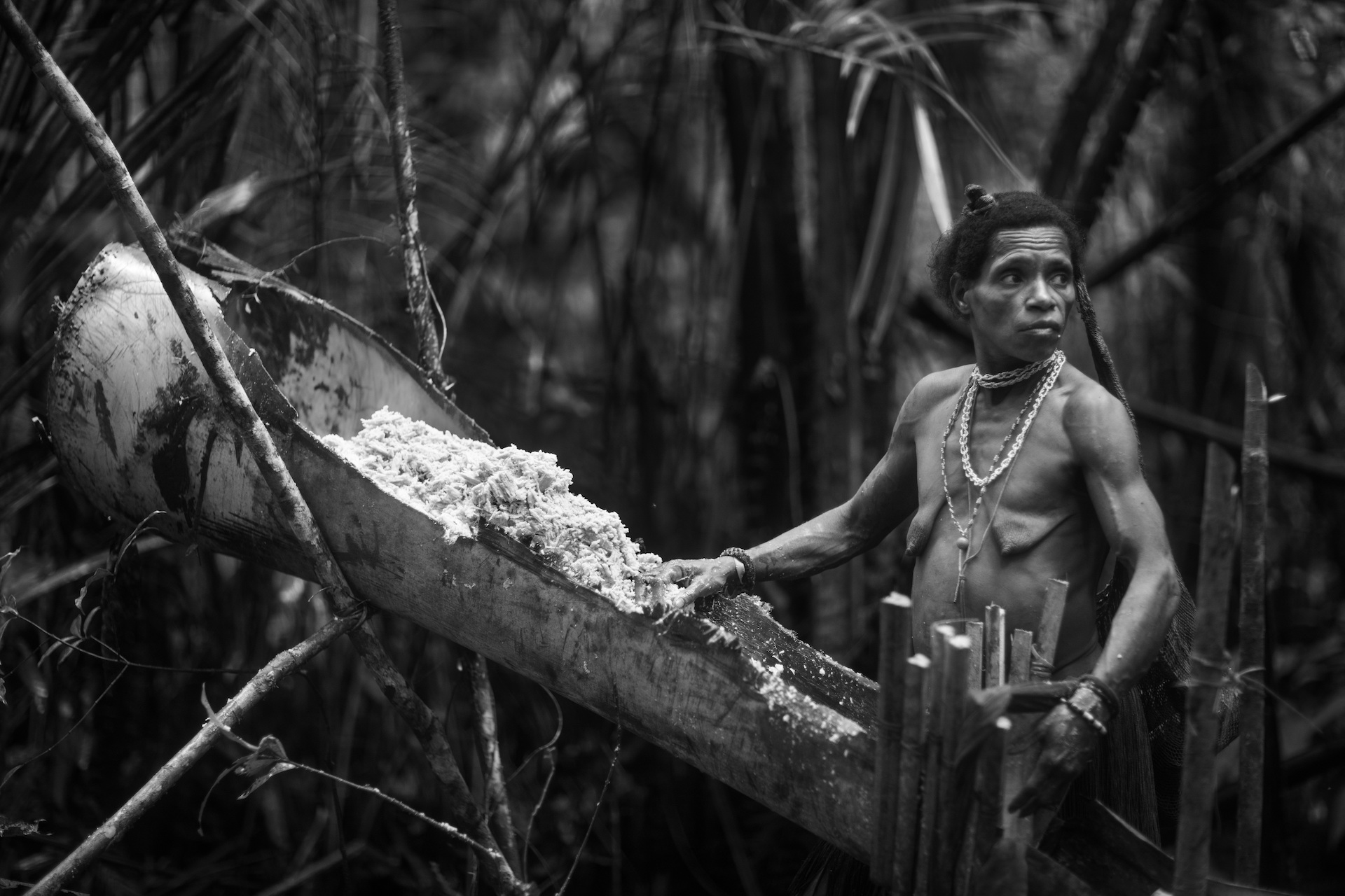 Ságo, Kmen Korowai - Západní Papua - Planeta lidí