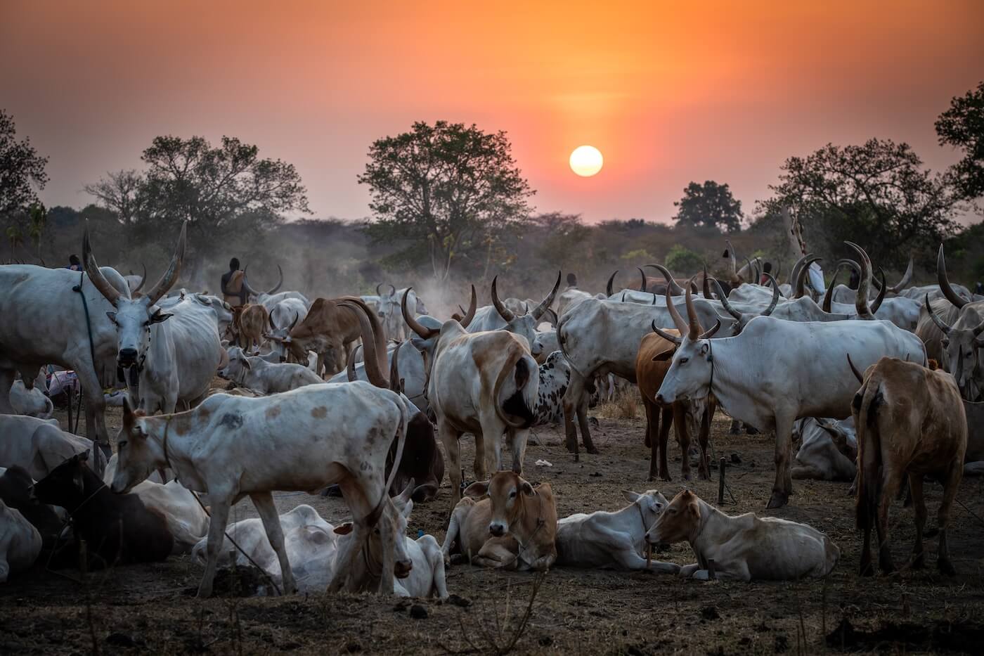 Strážci dobytka - Mundari, Jižní Súdán | Planeta lidí