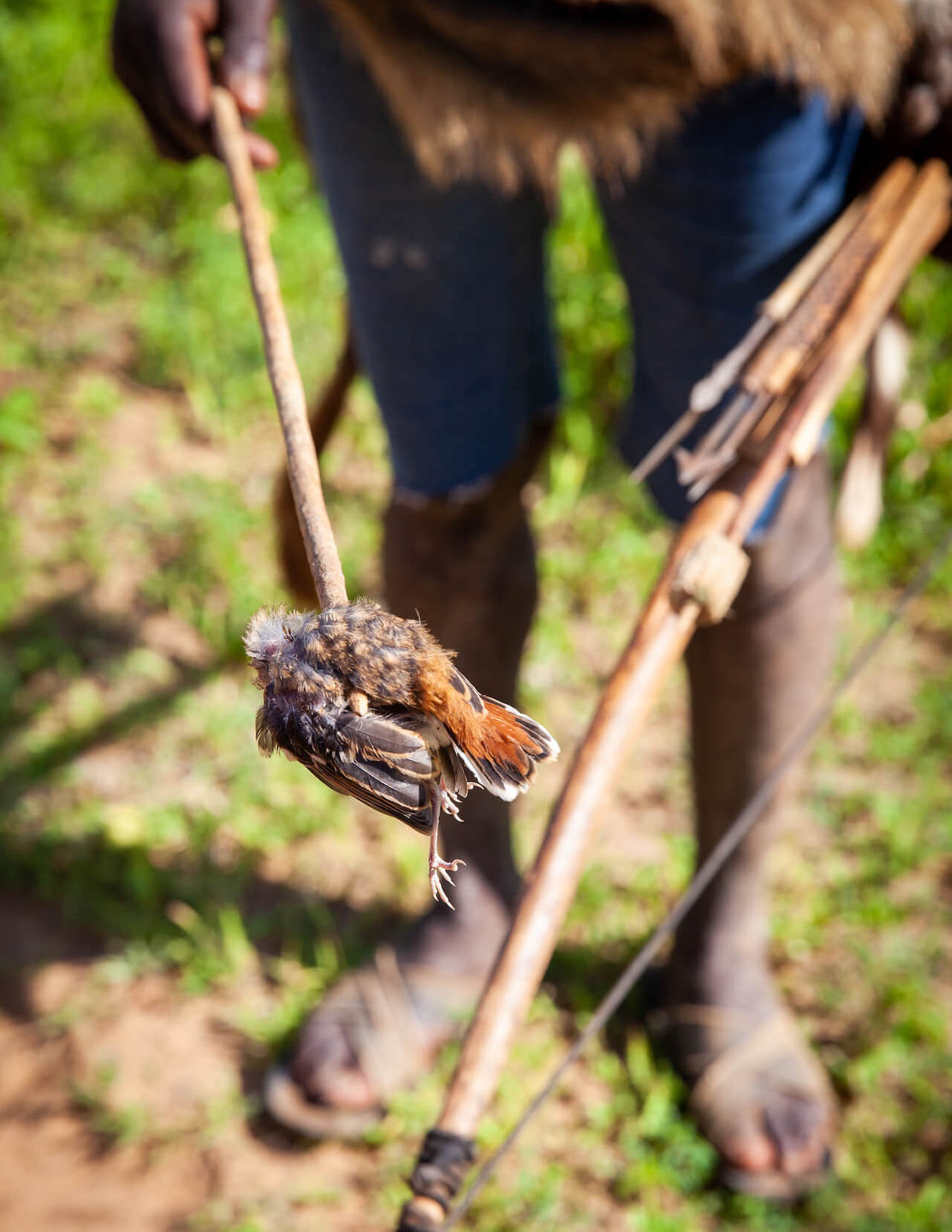 Ulovený pták, Hadzové, Tanzánie - Planeta lidí