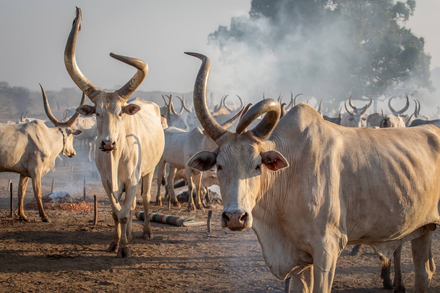 Strážci dobytka - Mundari, Jižní Súdán | Planeta lidí