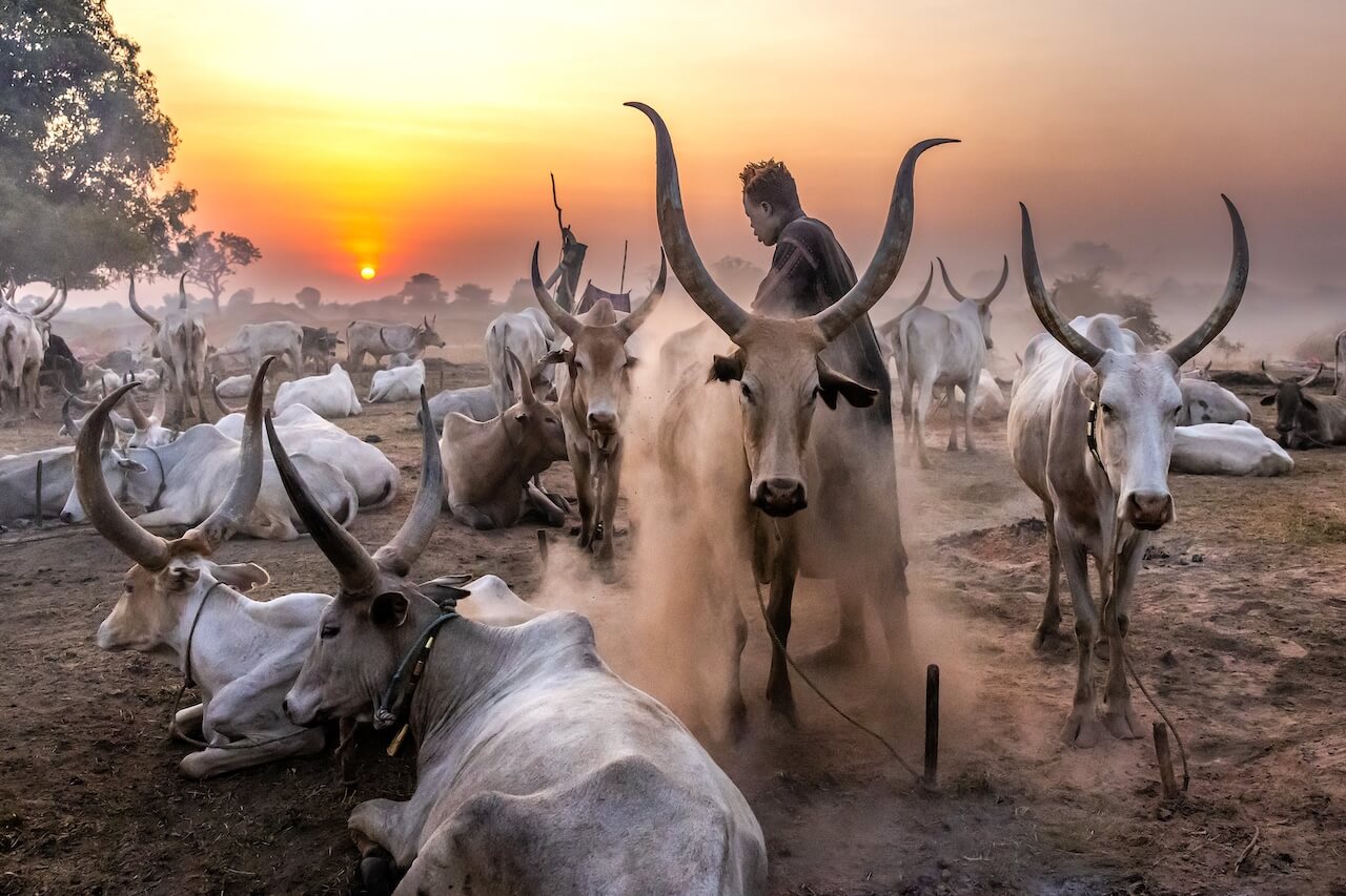 Strážci dobytka - Mundari, Jižní Súdán | Planeta lidí