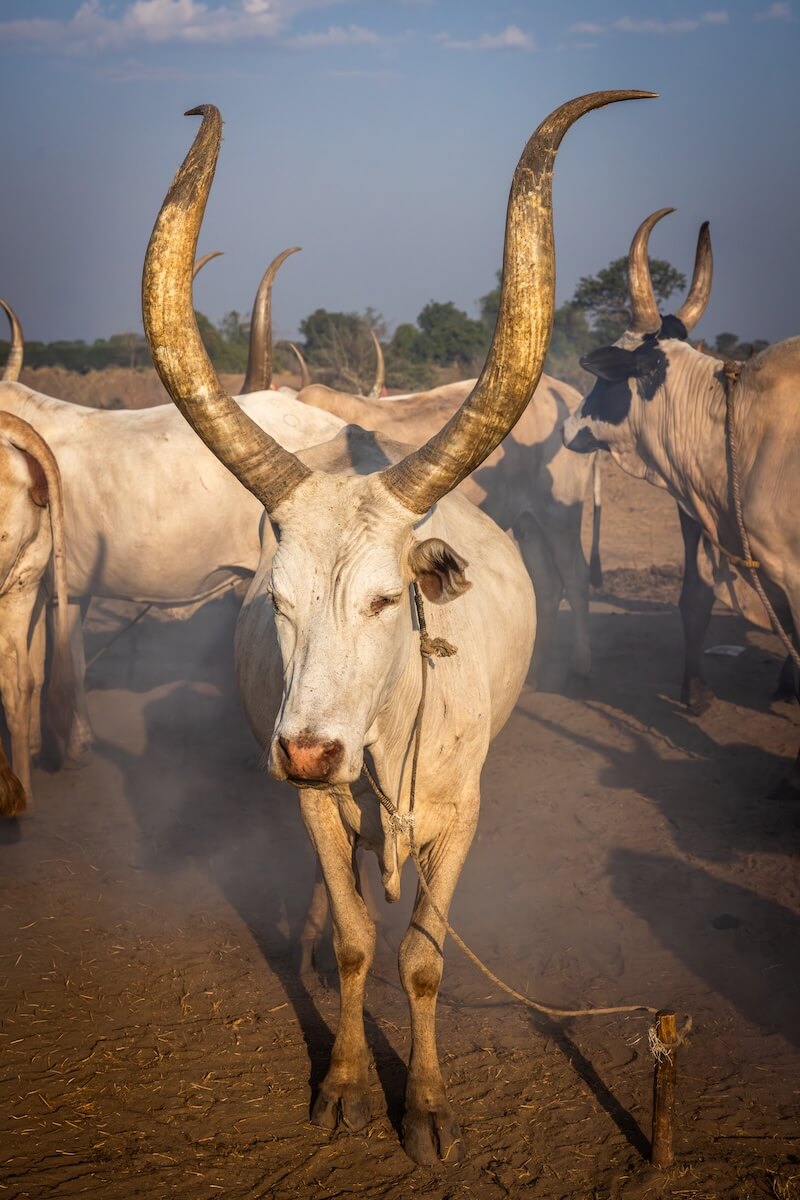Strážci dobytka - Mundari, Jižní Súdán | Planeta lidí
