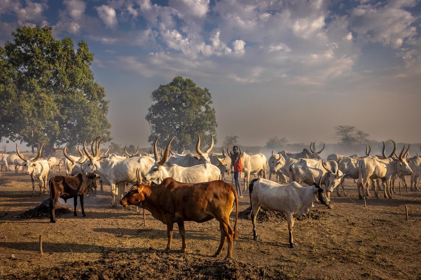 Strážci dobytka - Mundari, Jižní Súdán | Planeta lidí