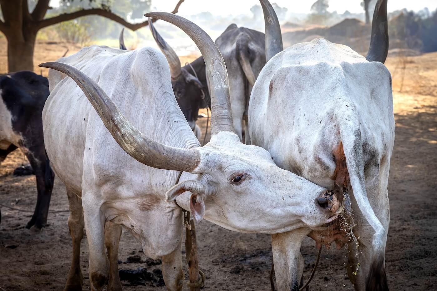 Strážci dobytka - Mundari, Jižní Súdán | Planeta lidí