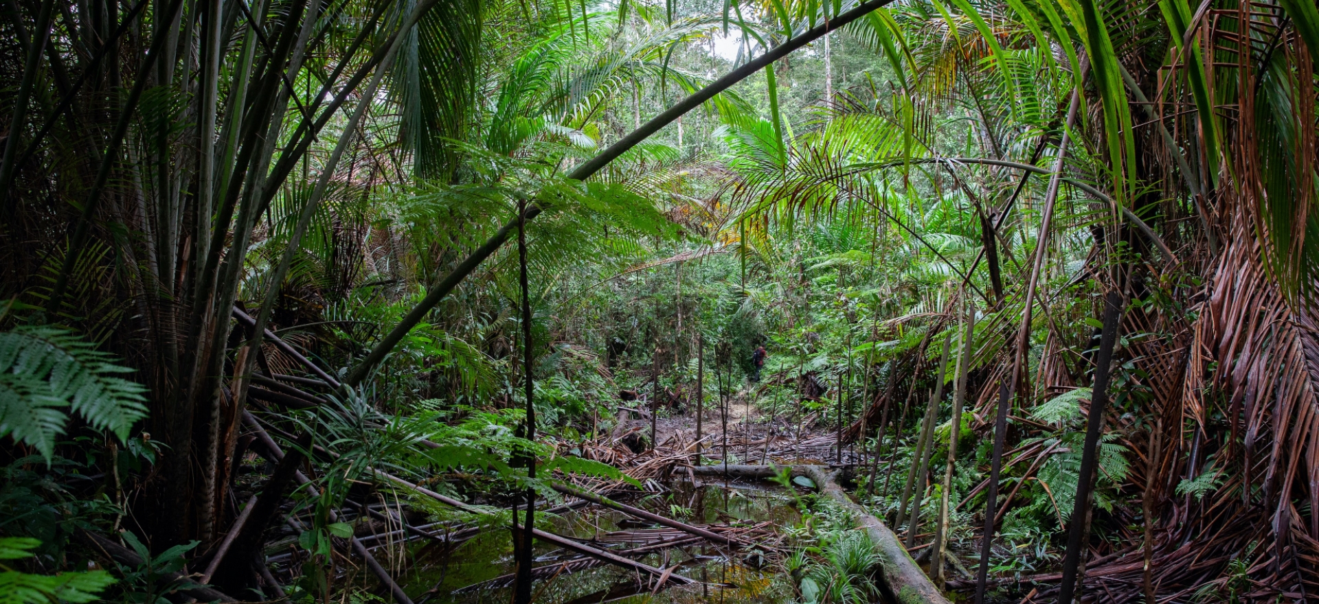 Korowai, Západní Papua - Rudolf Švaříček - Tajemná Indonésie