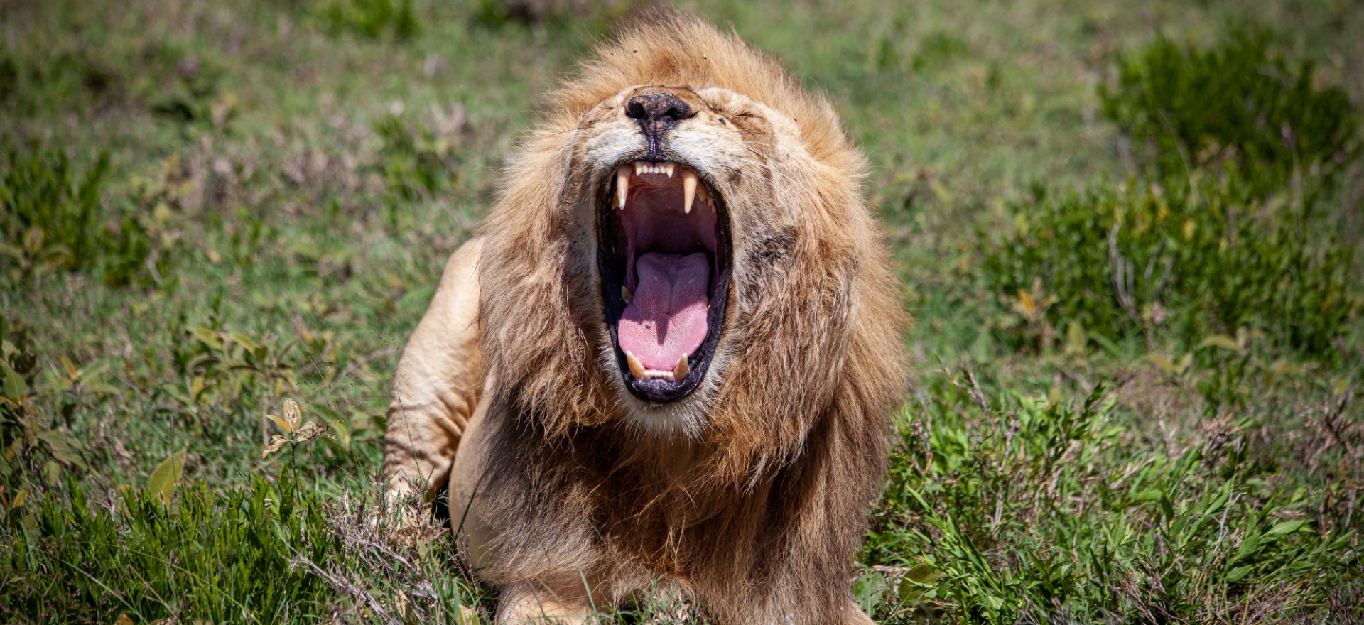 Lov lva je součástí masajské dospělosti, Planeta lidí - David Švejnoha