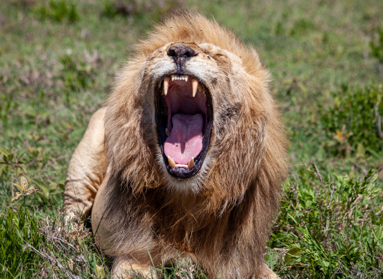 Lov lva je součástí masajské dospělosti, Planeta lidí - David Švejnoha