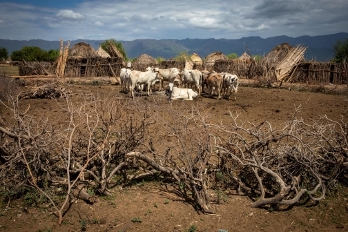 Země býků - Kmen Arbore, Jižní Etiopie | Planeta lidí
