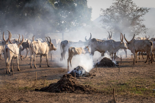 Strážci dobytka - Mundari, Jižní Súdán | Planeta lidí