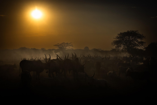 Strážci dobytka - Mundari, Jižní Súdán | Planeta lidí