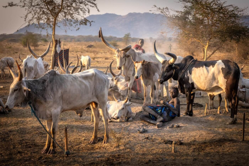 Strážci dobytka - Mundari, Jižní Súdán | Planeta lidí
