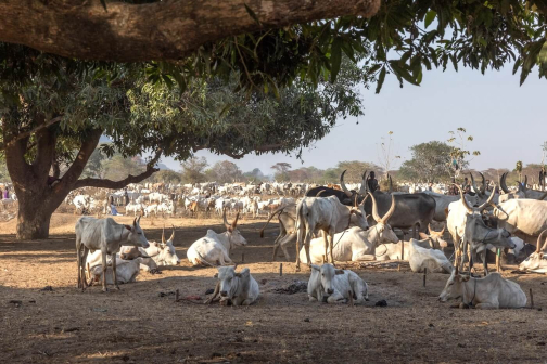 Strážci dobytka - Mundari, Jižní Súdán | Planeta lidí