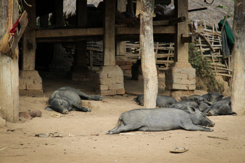 Akha, Východní Barma - Planeta lidí