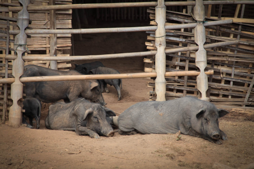 Akha, Východní Barma - Planeta lidí