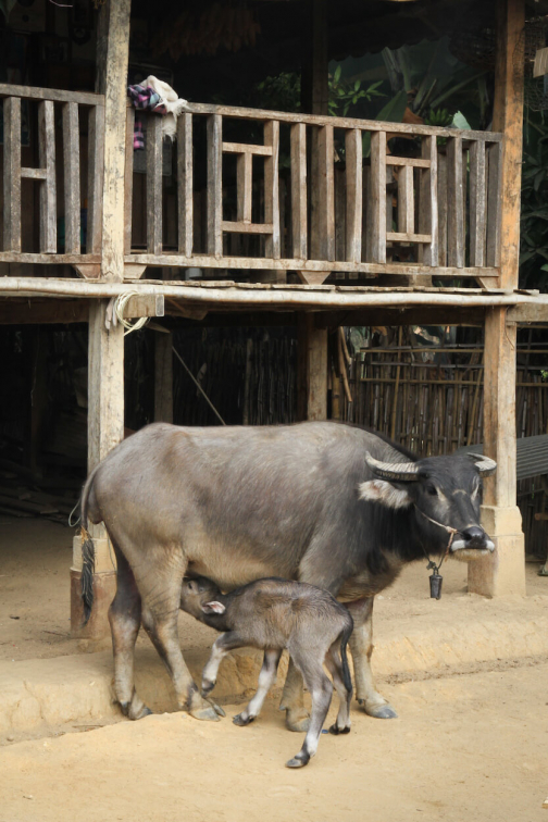 Akha, Východní Barma - Planeta lidí