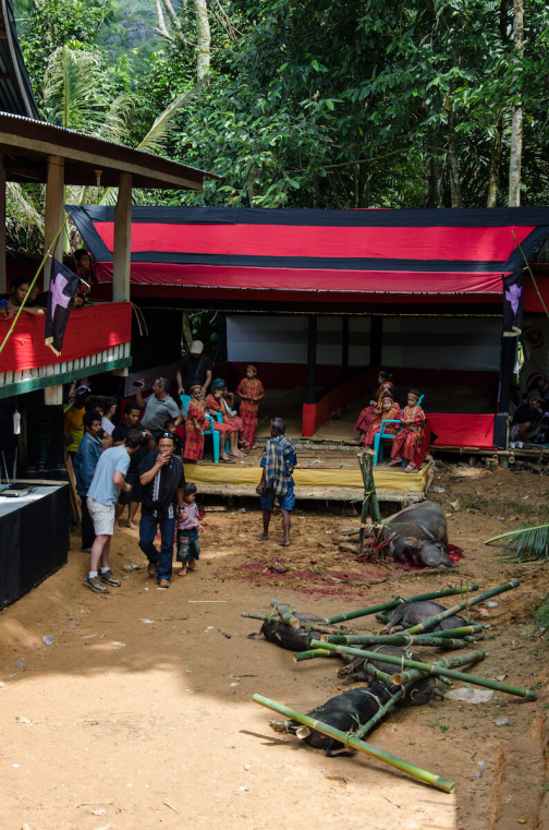 Torajové, Sulawesi - Indonésie - Planeta lidí
