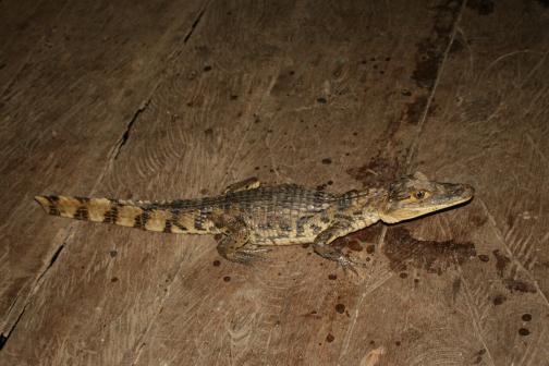 Warao, Život na řece Orinoko, Venezuela - Miroslav Švejnoha | Planeta lidí