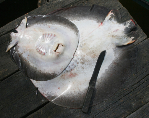 Warao, Život na řece Orinoko, Venezuela - Miroslav Švejnoha | Planeta lidí