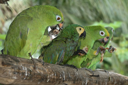 Warao, Život na řece Orinoko, Venezuela - Miroslav Švejnoha | Planeta lidí