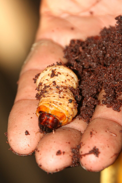 Warao, Život na řece Orinoko, Venezuela - Miroslav Švejnoha | Planeta lidí