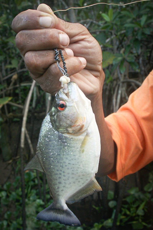 Warao, Život na řece Orinoko, Venezuela - Miroslav Švejnoha | Planeta lidí