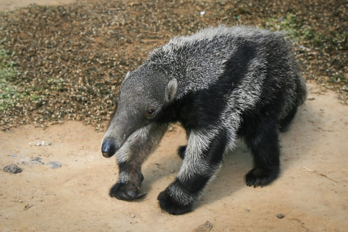 Warao, Život na řece Orinoko, Venezuela - Miroslav Švejnoha | Planeta lidí