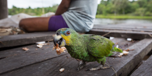 Warao, Život na řece Orinoko, Venezuela - Planeta lidí, Milan Sekanina
