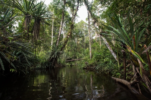 Korowai, Západní Papua - Milan Sekanina - Planeta lidí