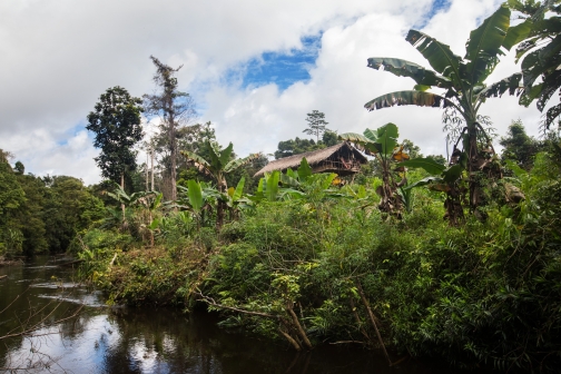 Korowai, Západní Papua - Milan Sekanina - Planeta lidí