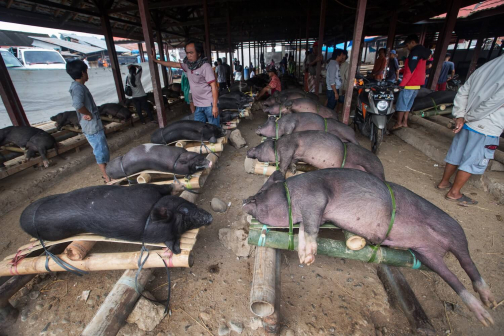 Toraja, Indonésie - Milan Sekanina - Planeta lidí