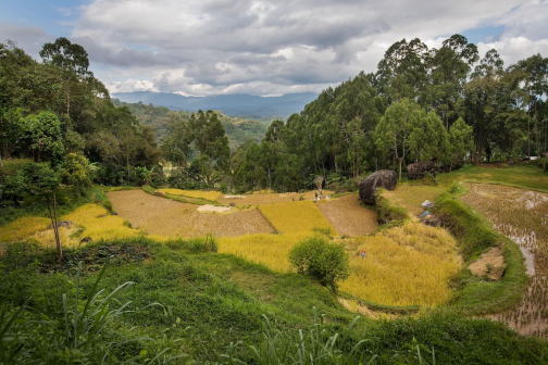 Toraja, Indonésie - Milan Sekanina - Planeta lidí