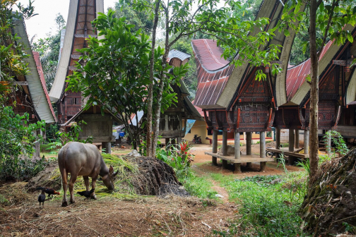Toraja, Indonésie - Milan Sekanina - Planeta lidí