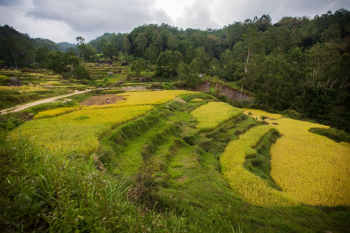 Toraja, Indonésie - Milan Sekanina - Planeta lidí
