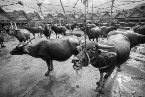 Toraja, Indonésie - Milan Sekanina - Planeta lidí