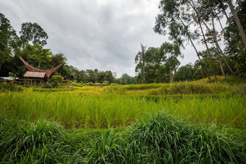 Toraja, Indonésie - Milan Sekanina - Planeta lidí