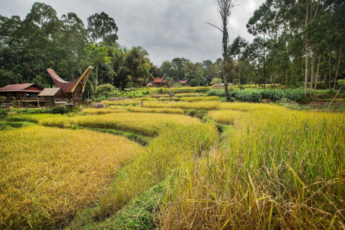 Toraja, Indonésie - Milan Sekanina - Planeta lidí