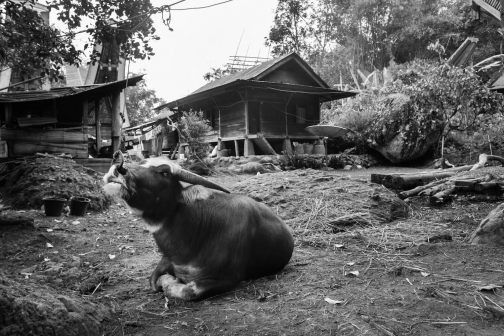 Toraja, Indonésie - Milan Sekanina - Planeta lidí