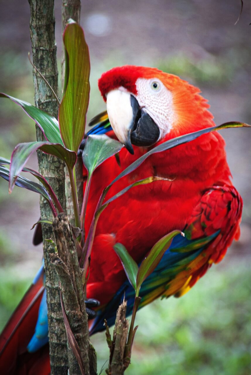 Waorani - Huaorani, Národní park Yasuní, Ekvádor | Planeta lidí