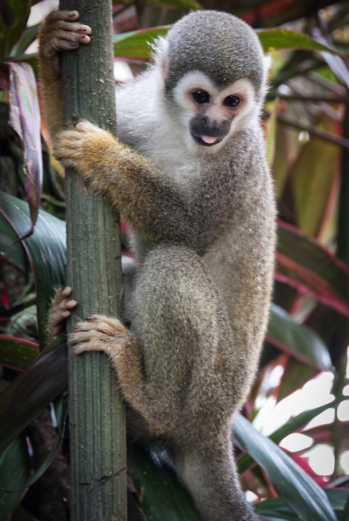 Waorani - Huaorani, Národní park Yasuní, Ekvádor | Planeta lidí
