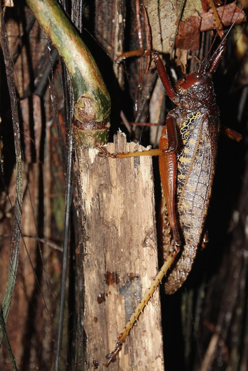 Waorani - Huaorani, Národní park Yasuní, Ekvádor | Planeta lidí
