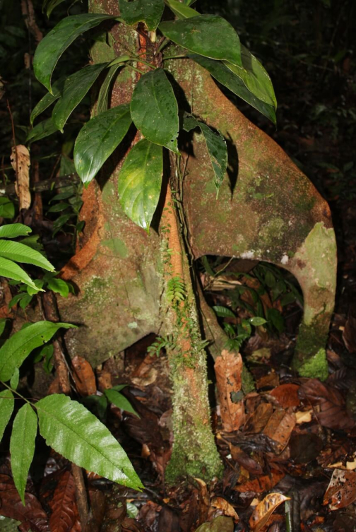 Waorani - Huaorani, Národní park Yasuní, Ekvádor | Planeta lidí