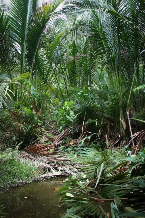 Mentawai - Ostrov Siberut, Indonésie - Miroslav Haluza | Planeta lidí