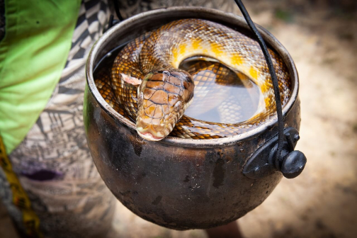 Ze života Korowai, Irian Jaya, Indonésie | Planeta lidí - David Švejnoha