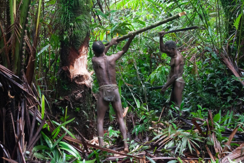 Ze života Korowai, Irian Jaya, Indonésie | Planeta lidí - David Švejnoha