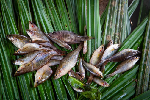 Ze života Korowai, Irian Jaya, Indonésie | Planeta lidí - David Švejnoha