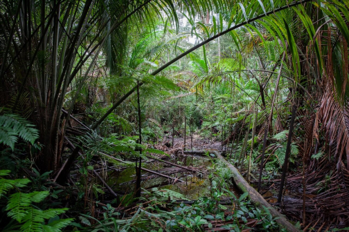 Ze života Korowai, Irian Jaya, Indonésie | Planeta lidí - David Švejnoha