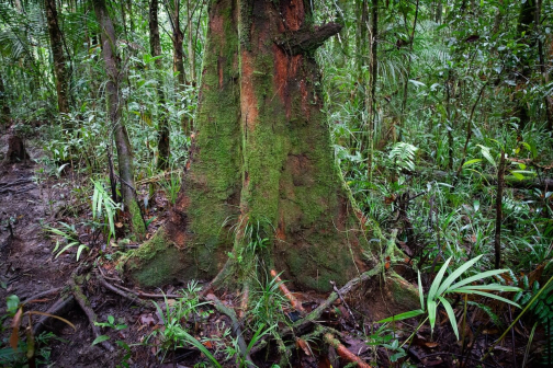 Ze života Korowai, Irian Jaya, Indonésie | Planeta lidí - David Švejnoha