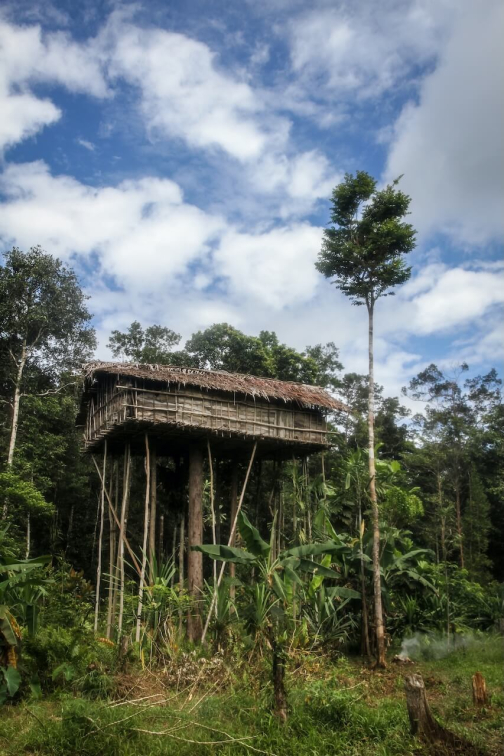Ve vesnici Korowai, Irian Jaya -  Planeta lidí