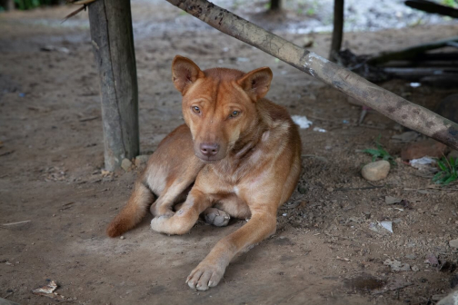Ve vesnici Korowai, Irian Jaya -  Planeta lidí
