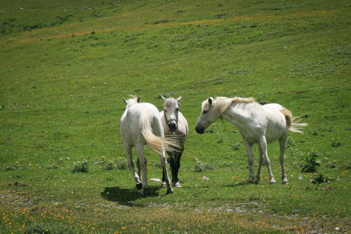 Svanové - Svanetie, Gruzie - Planeta lidí - Radka Švejnohová
